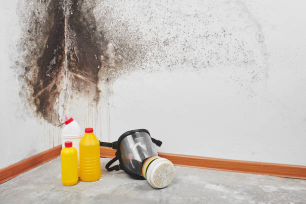 Best Mold Remediation  in North Auburn, CA