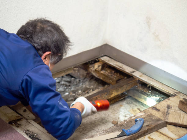 Best Mold Testing  in North Auburn, CA