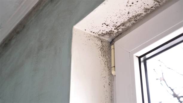 Best Office Mold Removal Services  in North Auburn, CA