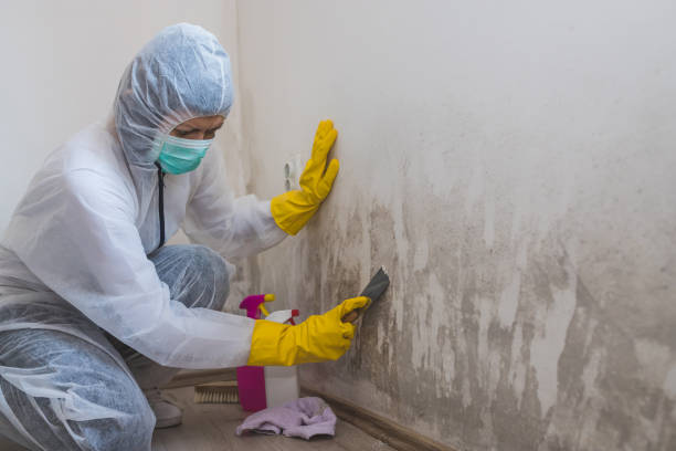 Best Emergency Mold Removal  in North Auburn, CA