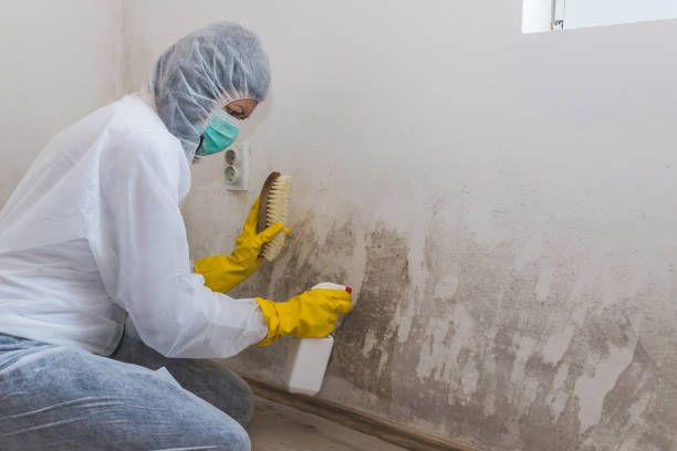 Office Mold Removal Services in North Auburn, CA