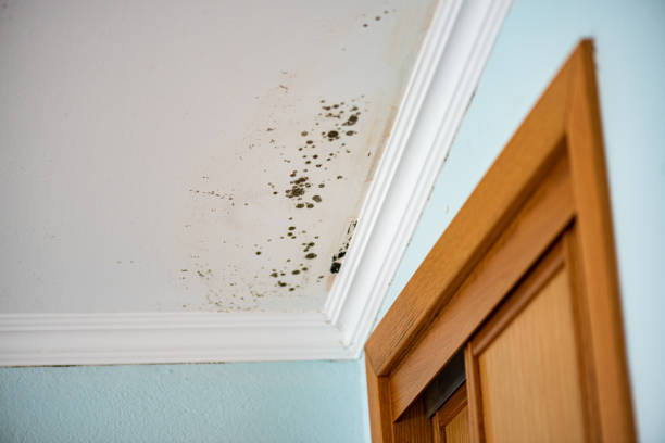 Best Toxic Mold Removal  in North Auburn, CA