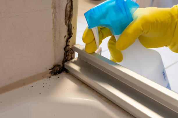 Best Professional Mold Removal  in North Auburn, CA