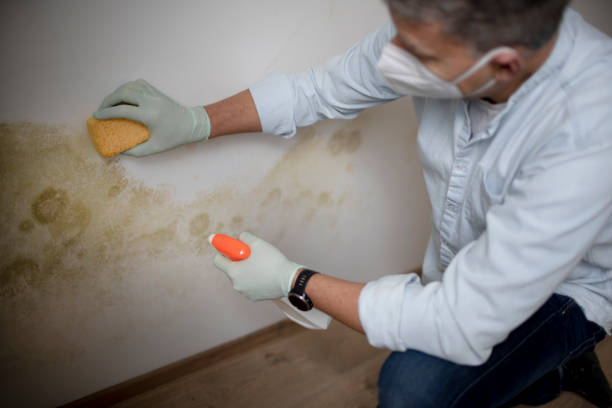 Best Best Mold Removal Companies  in North Auburn, CA