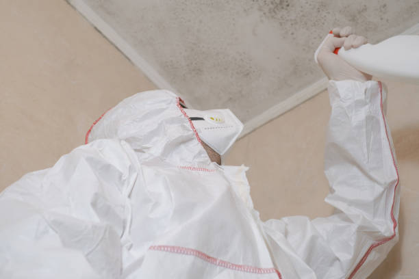 Best Fast Mold Removal  in North Auburn, CA