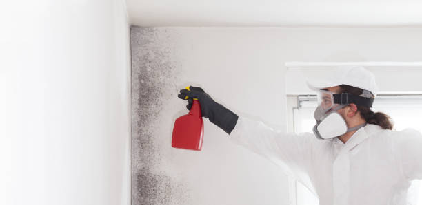 Best Attic Mold Removal  in North Auburn, CA