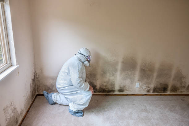 Best Commercial Mold Removal  in North Auburn, CA