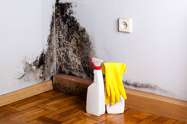 Best Mold Remediation Experts  in North Auburn, CA