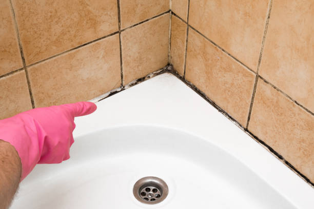 Best Mold Cleaning Services  in North Auburn, CA